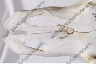 Photo Reference of Animal Skull